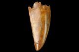 Serrated, Raptor Tooth - Real Dinosaur Tooth #160035-1